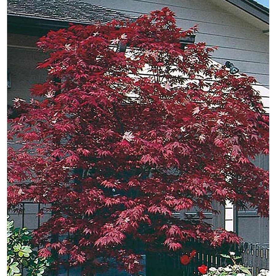 Feature tree Maple Trees at