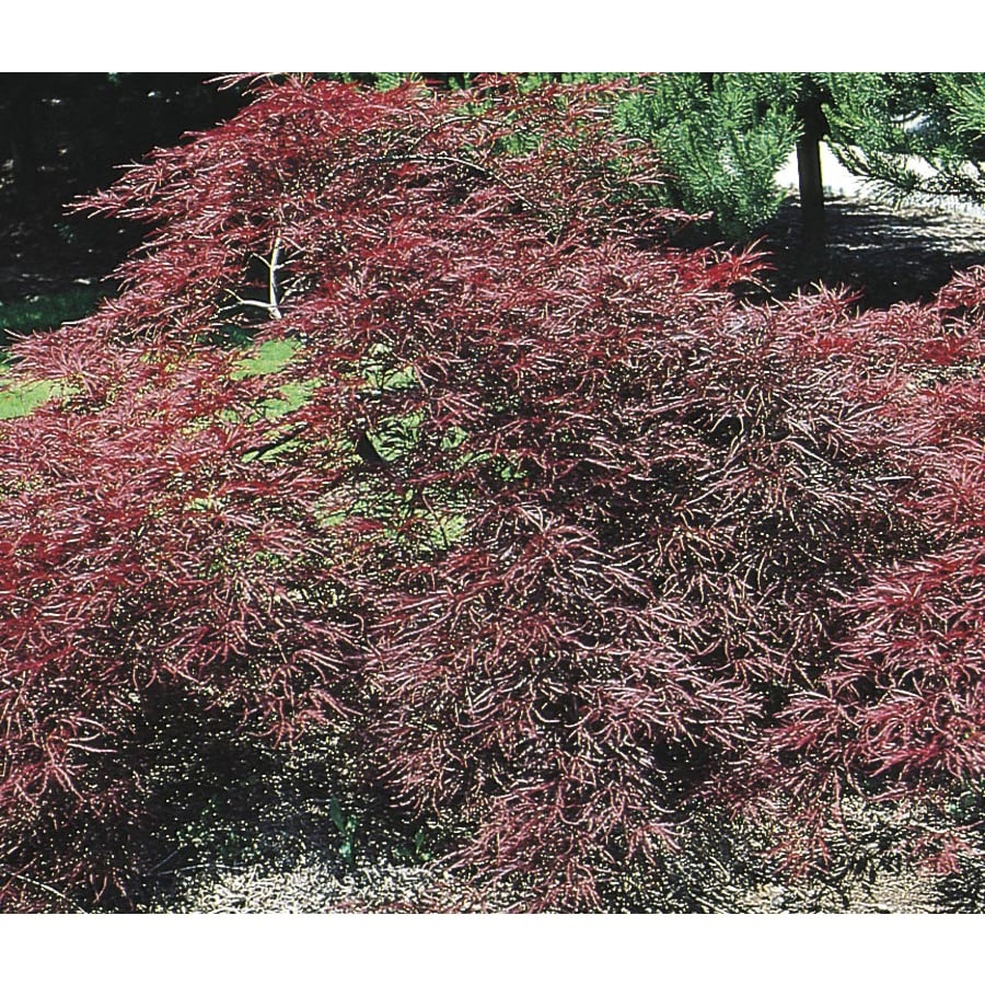 maple tree lowes shop 3 25 gallon garnet japanese maple feature tree l4201 at lowes maple tree lowes shop 3 25 gallon garnet japanese maple feature tree l4201 at lowes