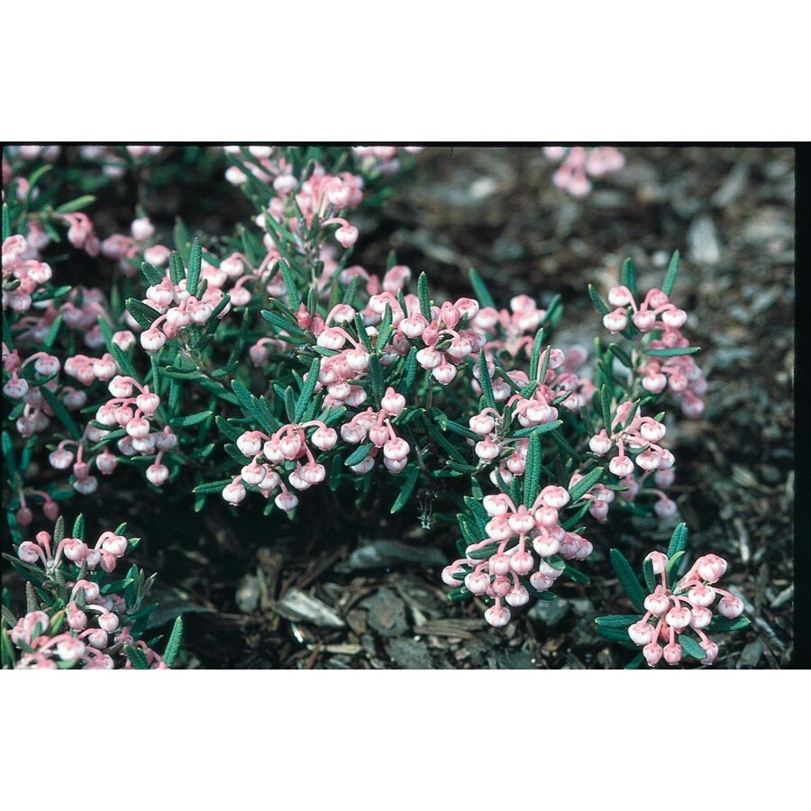 2-Quart Pink Bog Rosemary Flowering Shrub in Pot (L4165)