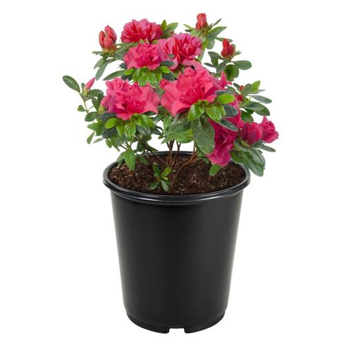 2.5-Quart Multicolor Azalea Flowering Shrub in Pot (L3288) in the ...