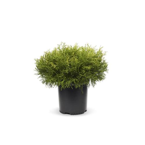 2.25-Gallon Lemon Cypress Feature Shrub in Pot in the Shrubs department ...