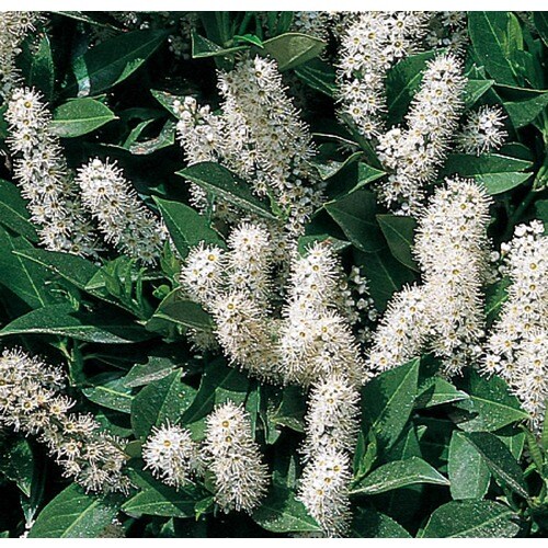 5-Gallon White Schipka Cherry Laurel Foundation/Hedge Shrub In Pot ...