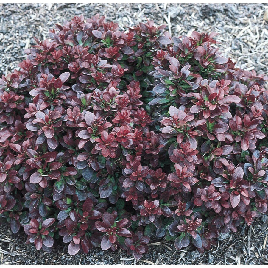 2Quart White Bagatelle Barberry Accent Shrub in Pot