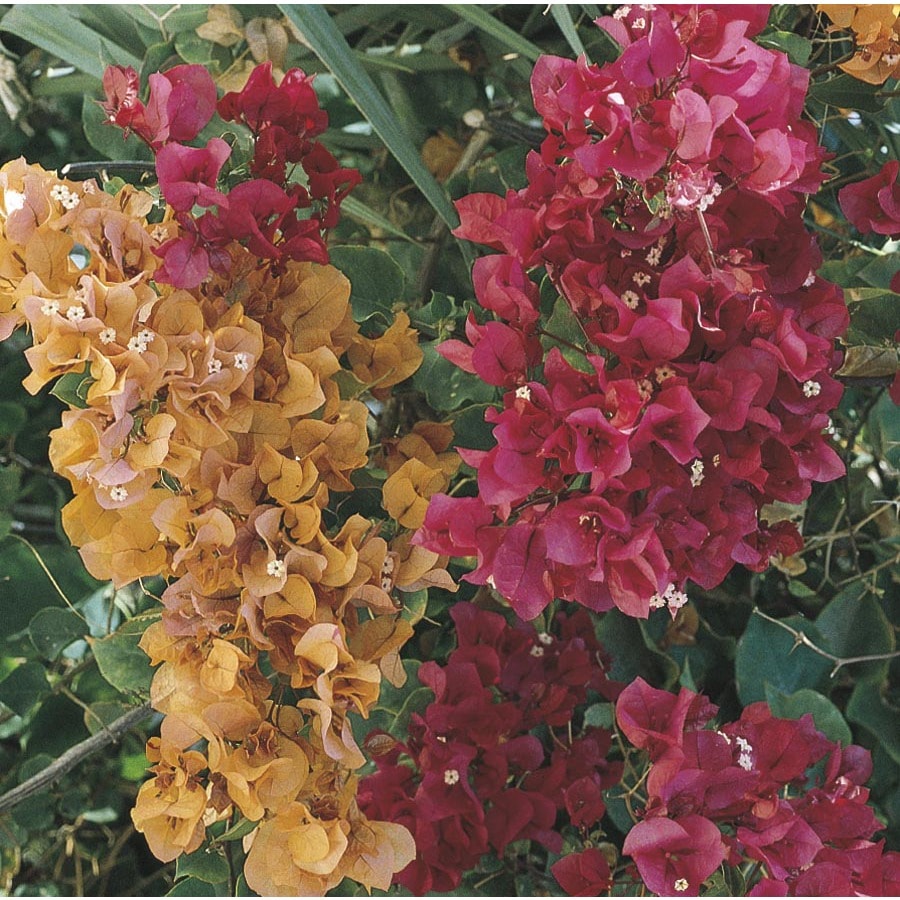 2Quart Multicolor Hybrid Bougainvillea Flowering Shrub in Pot (L5710