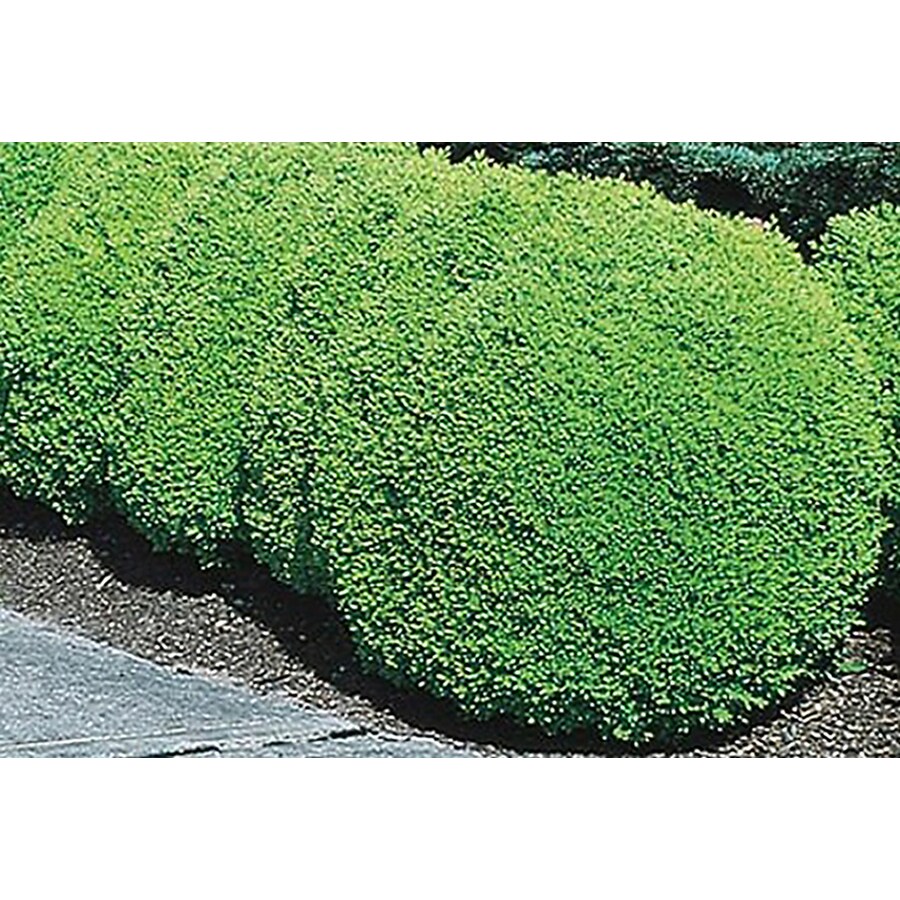 5 Gallon White Green Mountain Boxwood Foundation Hedge Shrub In