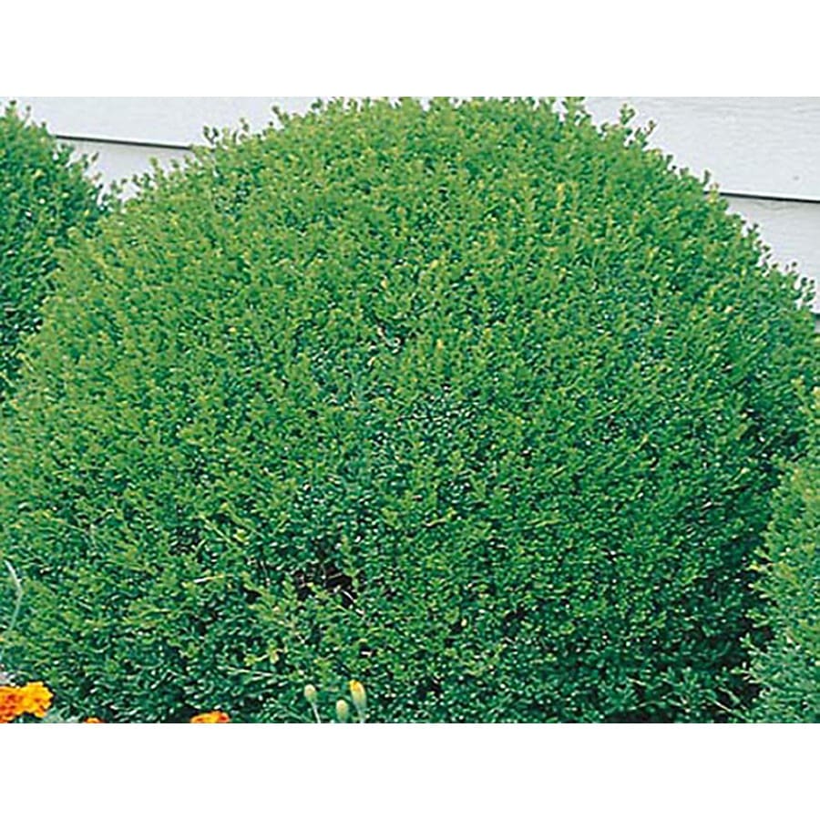 2 Gallon White Green Velvet Boxwood Foundation Hedge Shrub In Pot 2 Gallon White Green Velvet Boxwood Foundation Hedge Shrub In Pot L7205 At Com