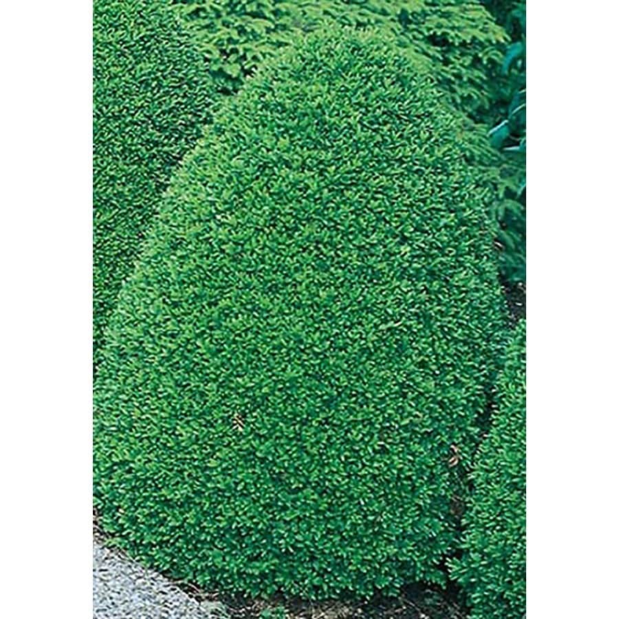 Common Boxwood Shrubs at