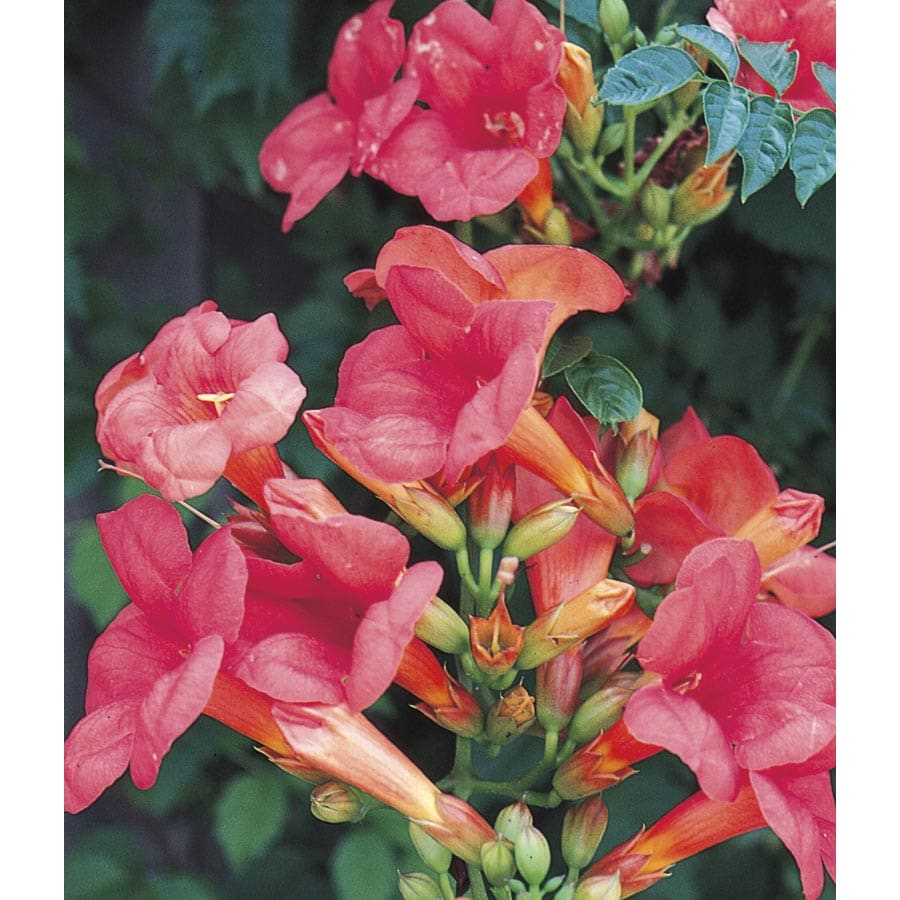 Trumpet Vine (L4663)