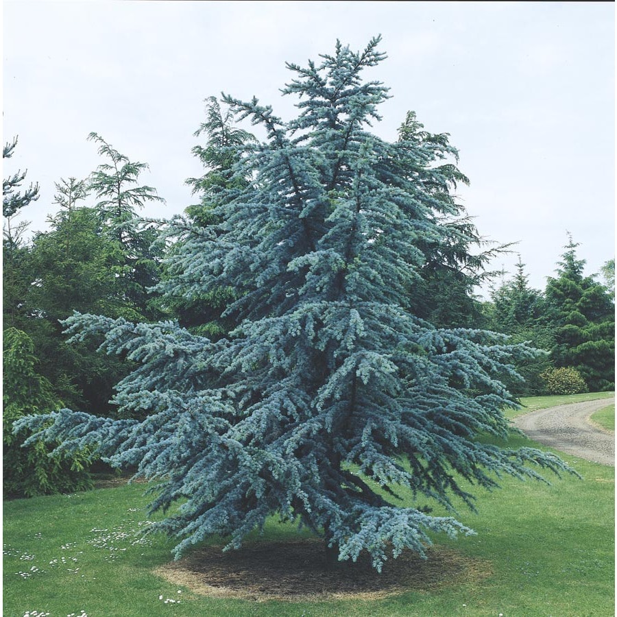 Shop 5.5Gallon Blue Atlas Cedar Feature Tree L4673 at Lowes.com