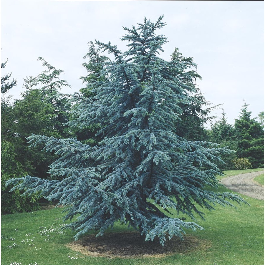 10 25 Gallon Blue Atlas Cedar Feature Tree L4673 At Lowes 10 25 Gallon Blue Atlas Cedar Feature Tree L4673