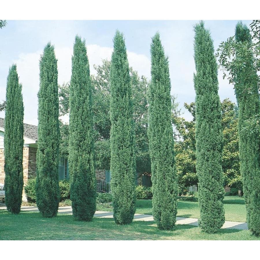 3.25-Gallon Italian Cypress Feature Tree (L3291) at Lowes.com