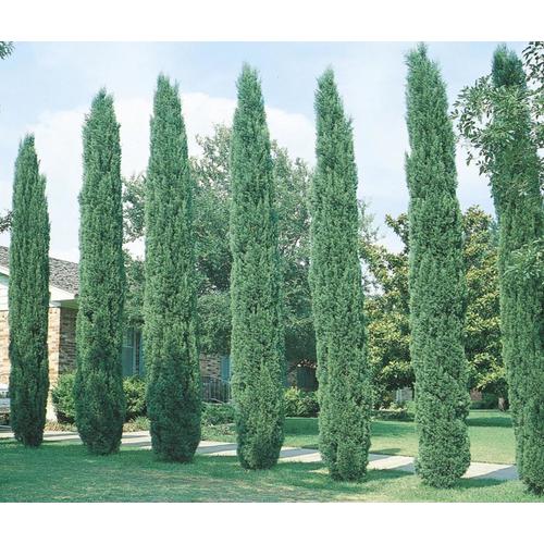 3 25 Gallon Italian Cypress Feature Tree L3291 At Lowes Com