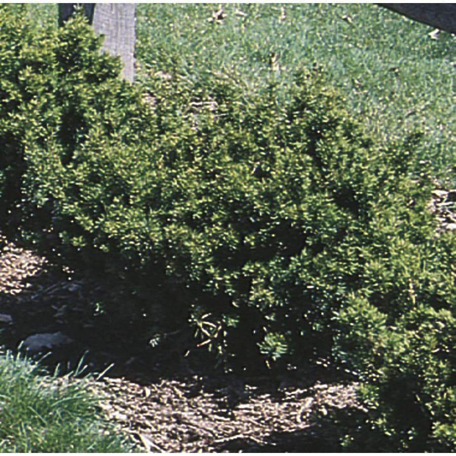 3 Gallon Spreading Yew Accent Shrub L4608 At Com 3 Gallon Spreading Yew Accent Shrub L4608