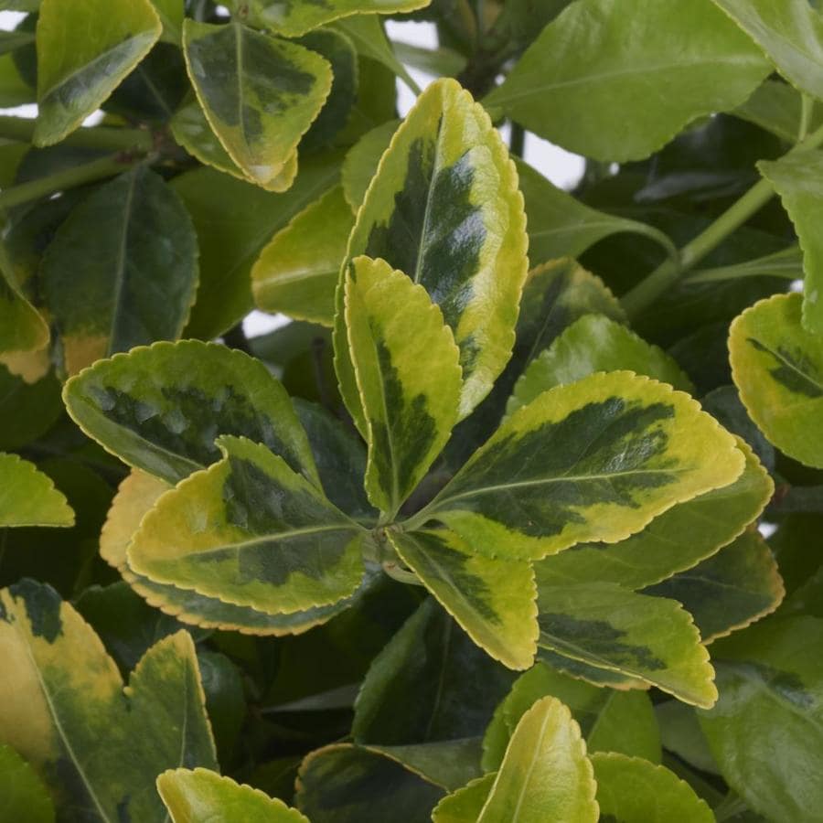 3-Gallon White Golden Euonymus Accent Shrub in Pot (L3159) in the ...