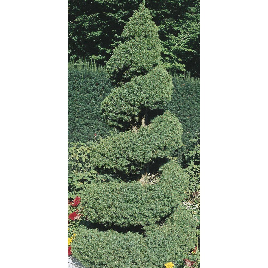  585003SP 2.53-Gallon Insignificant Feature Tree Spiral Dwarf Alberta Spruce