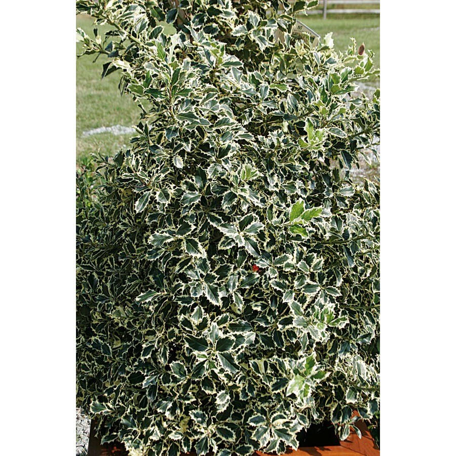 3Gallon White Variegated English Holly Foundation/Hedge Shrub in Pot