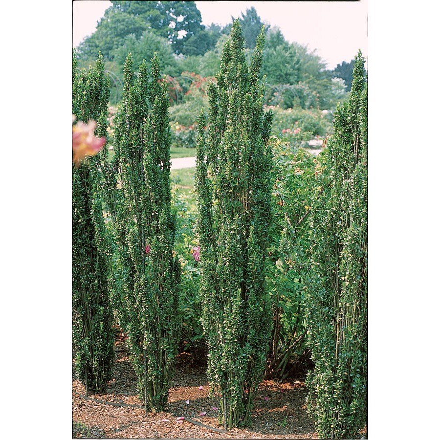 3Gallon White Sky Pencil Japanese Holly Feature Shrub in Pot (L11293