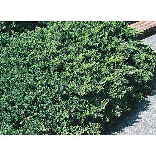3 Gallon San Jose Juniper Accent Shrub In Pot L8271 At Lowes 3 Gallon San Jose Juniper Accent Shrub