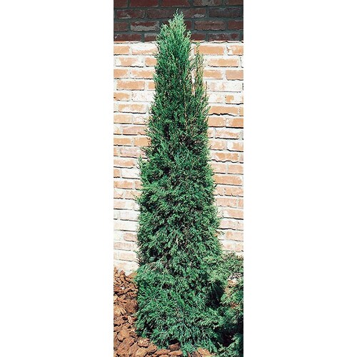 3Gallon Spartan Juniper Feature Shrub in Pot (L4735) at