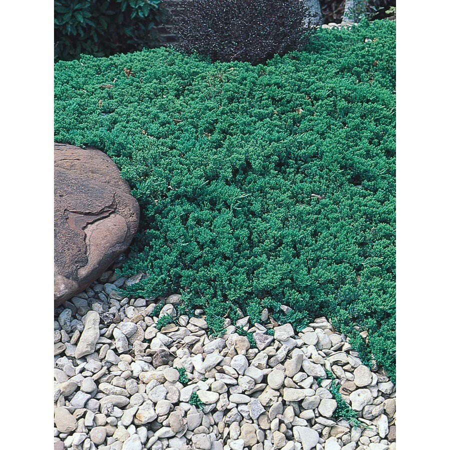 3 Gallon Greenmound Juniper Accent Shrub In Pot L9290 At 3 Gallon Greenmound Juniper Accent Shrub In Pot L9290