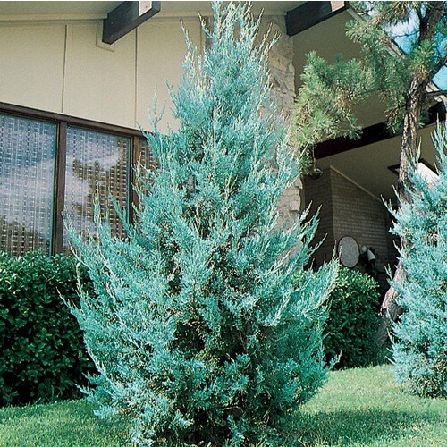 2-Quart Wichita Blue Juniper Feature Shrub in Pot (L3789) at Lowes.com