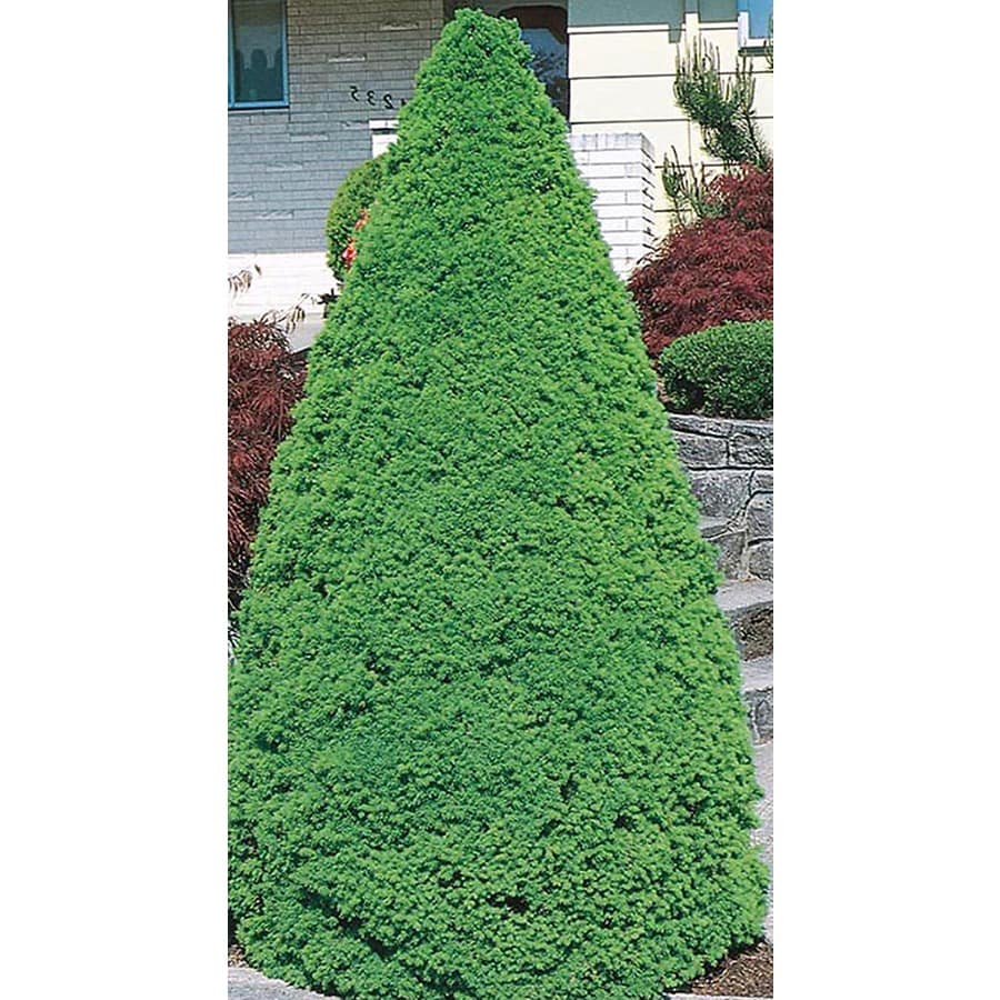 5-Gallon Dwarf Alberta Spruce Feature Shrub In Pot (L8449) At Lowes.com