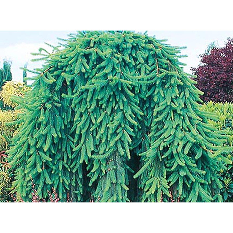 3-Gallon Weeping Norway Spruce Feature Shrub in Pot (L4097)