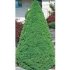 1.5-Gallon Dwarf Alberta Spruce Feature Shrub In Pot (L8449) At Lowes.com