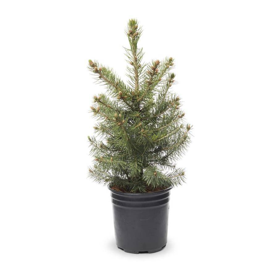 2.5-Quart Colorado Blue Spruce Feature Tree in Pot (With Soil) (L3937 ...