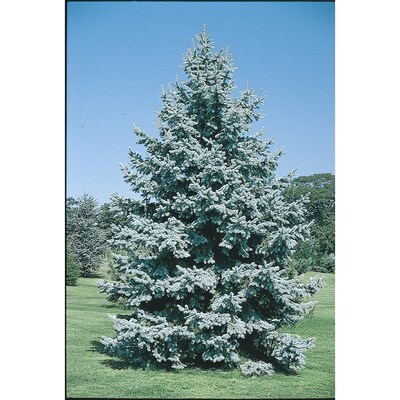 2 25 Gallon Colorado Blue Spruce Feature Tree L3937 At Lowes Com