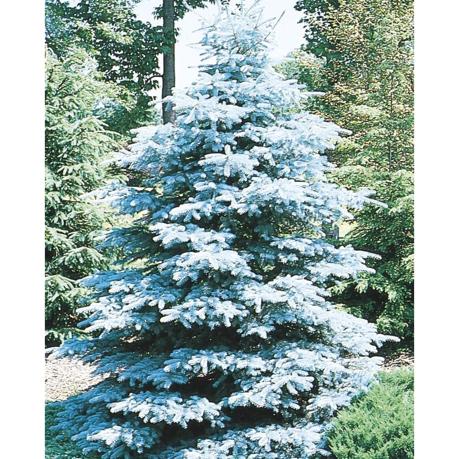 8-Gallon Hoopsi Blue Spruce Feature Tree (L4101) at Lowes.com