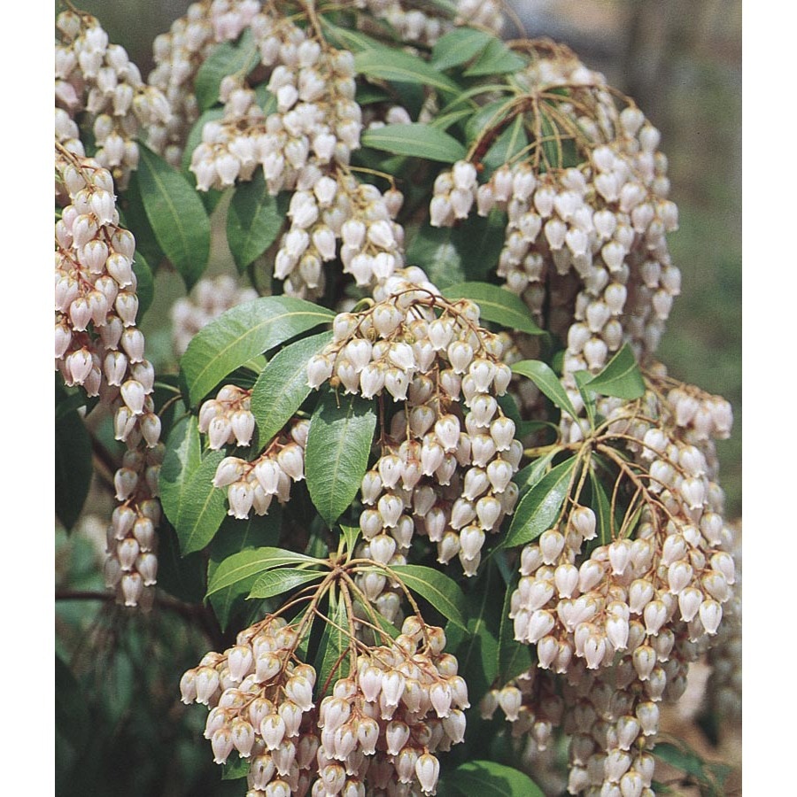 2 Gallon White Japanese Pieris Flowering Shrub In Pot L5402 At 9211