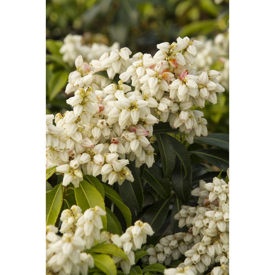 3-Gallon White Snowdrift Pieris Flowering Shrub in Pot in the Shrubs ...