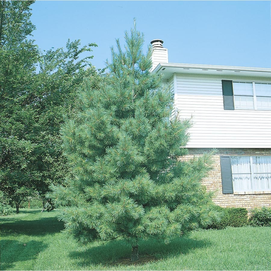 1.5-Gallon Eastern White Pine Screening Tree in In Pot (With Soil) (L3619)