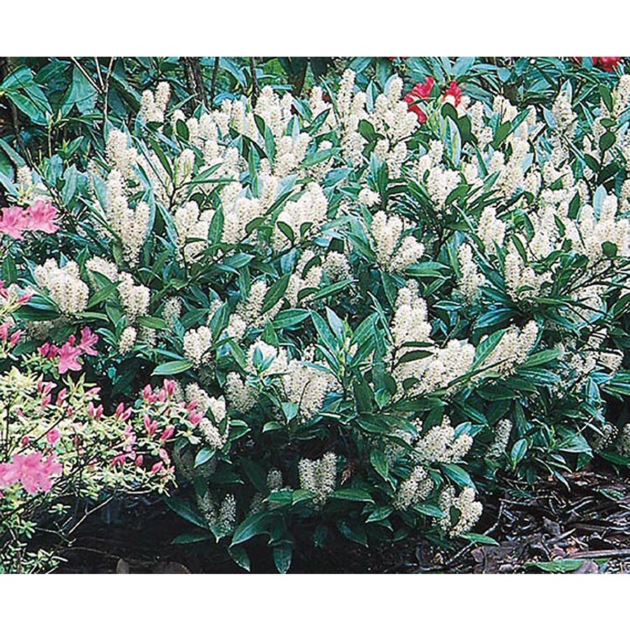 5Gallon White Otto Luyken Cherry Laurel Foundation/Hedge