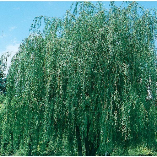 2.25-Gallon Assorted Willows Shade Tree in In Pot (With Soil) (L11993 ...