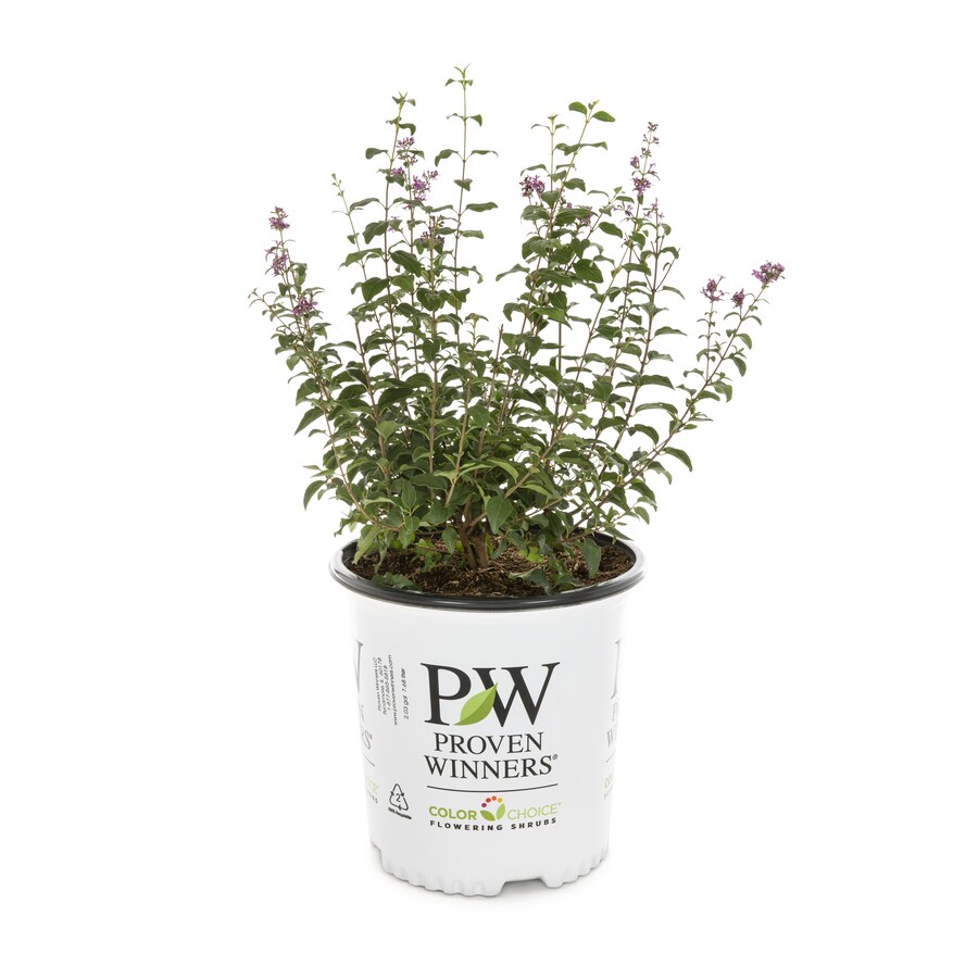 Proven Winner 2-Gallon Lilac Bloomerang Pw Flowering Shrub in Pot ...