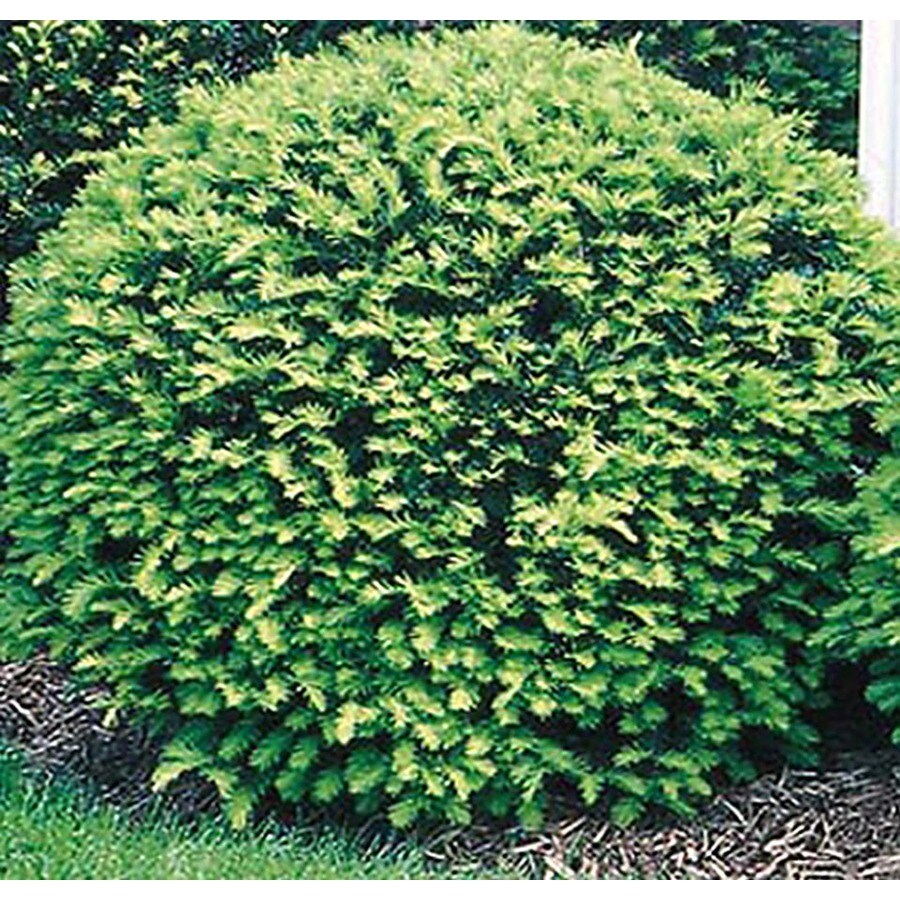 1-Gallon White Globe Yew Foundation/Hedge Shrub in Pot (L4606) at Lowes.com