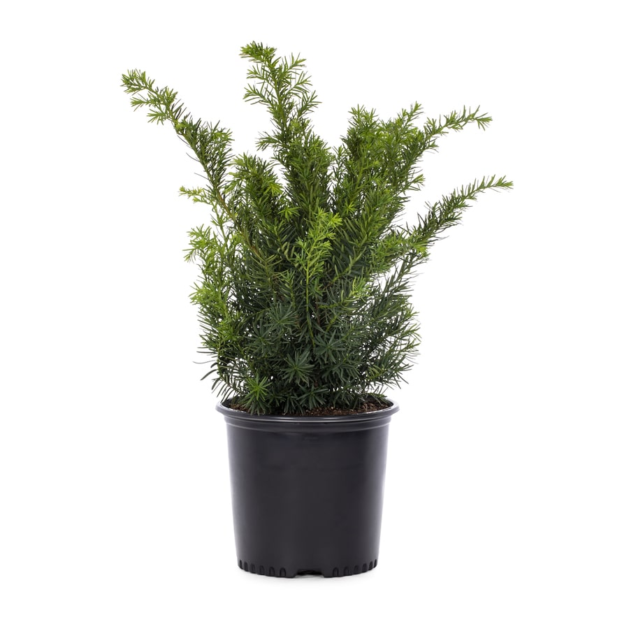 2-Gallon Upright Yew Foundation/Hedge Shrub in Pot (L4609) at Lowes.com