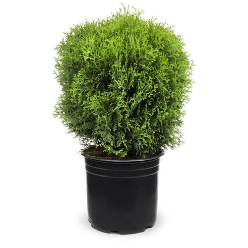 3-Gallon Globe Arborvitae Feature Shrub in Pot (L4610) in the Shrubs ...