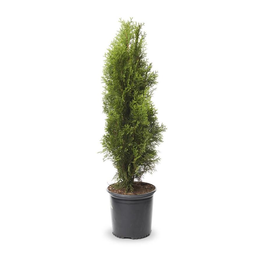 1.5Gallon Emerald Green Arborvitae Screening Shrub in Pot (L5480) at