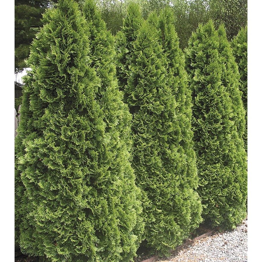 5 Gallon Emerald Green Arborvitae Screening Shrub In Pot L5480 5 Gallon Emerald Green Arborvitae Screening Shrub In Pot L5480