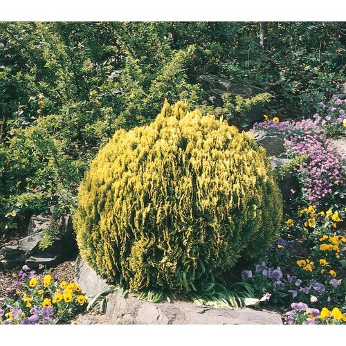 2.5Quart Golden Globe Arborvitae Accent Shrub in Pot (L3952) at