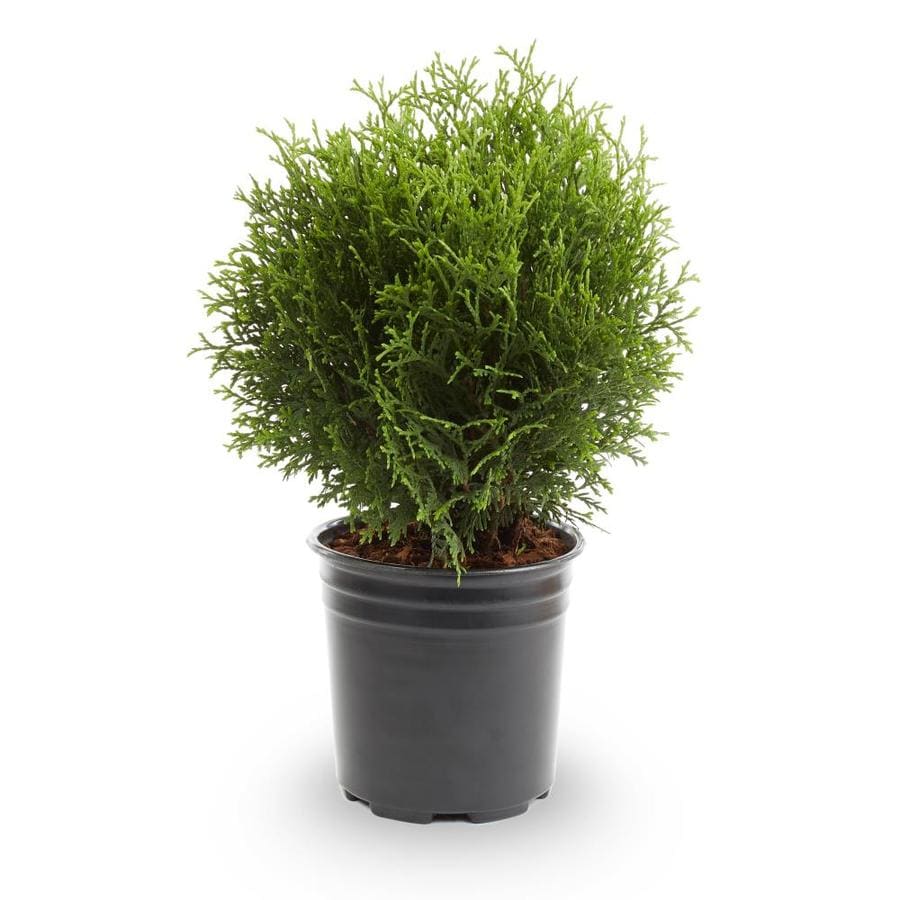 Shop 2-Quart Little Giant Arborvitae Accent Shrub in Pot (L3764) at ...