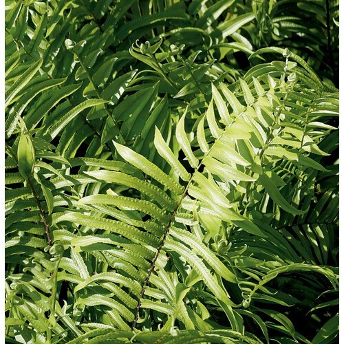 in Macho Fern (Ltl0051) in the Tropical Plants department at