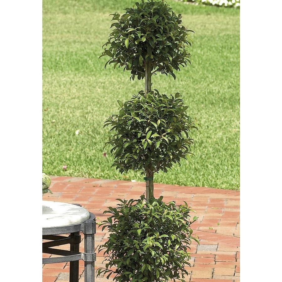 Eugenia Topiary Shrubs at