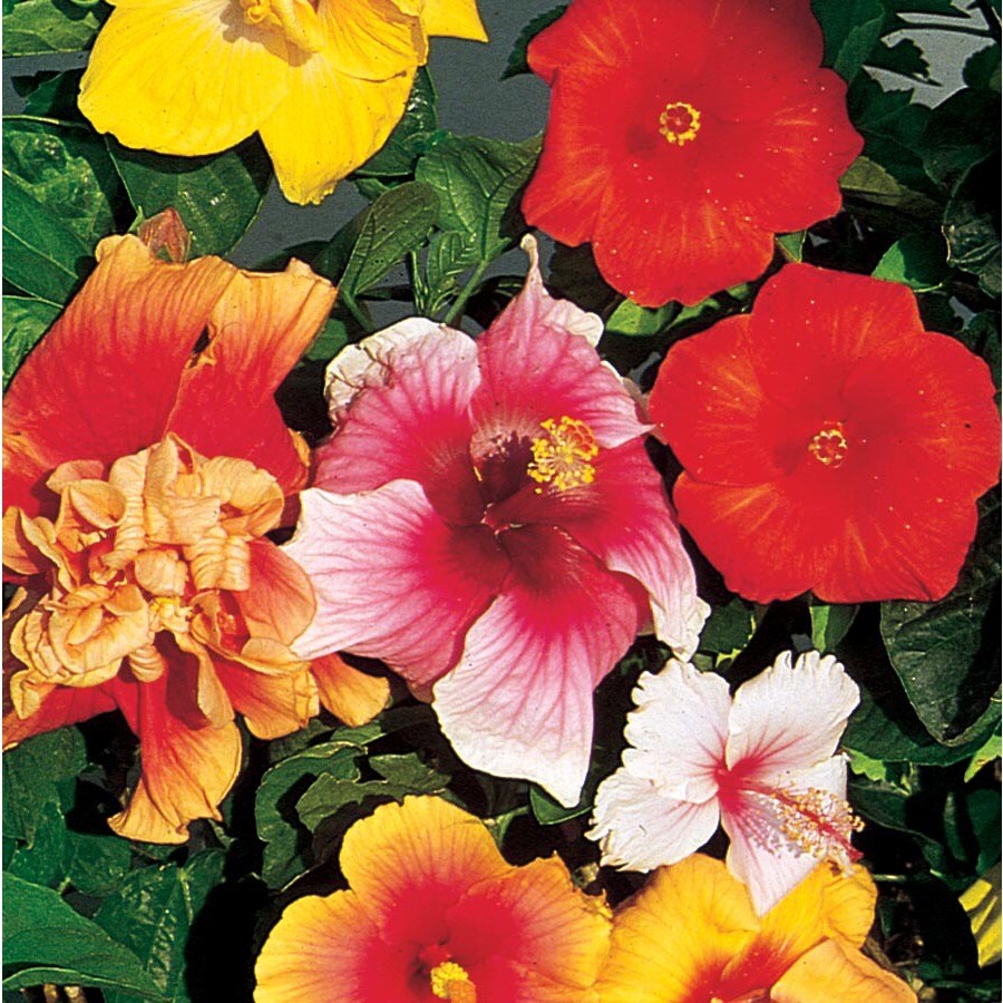 Unbranded NURSERY 2.51-GAL HIBISCUS PATIO