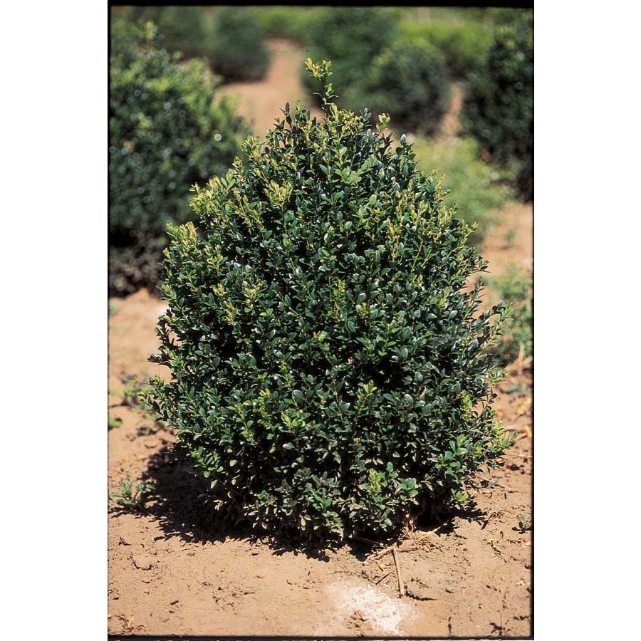 3Gallon White Pyramidal English Boxwood Feature Shrub in Pot (LW02707