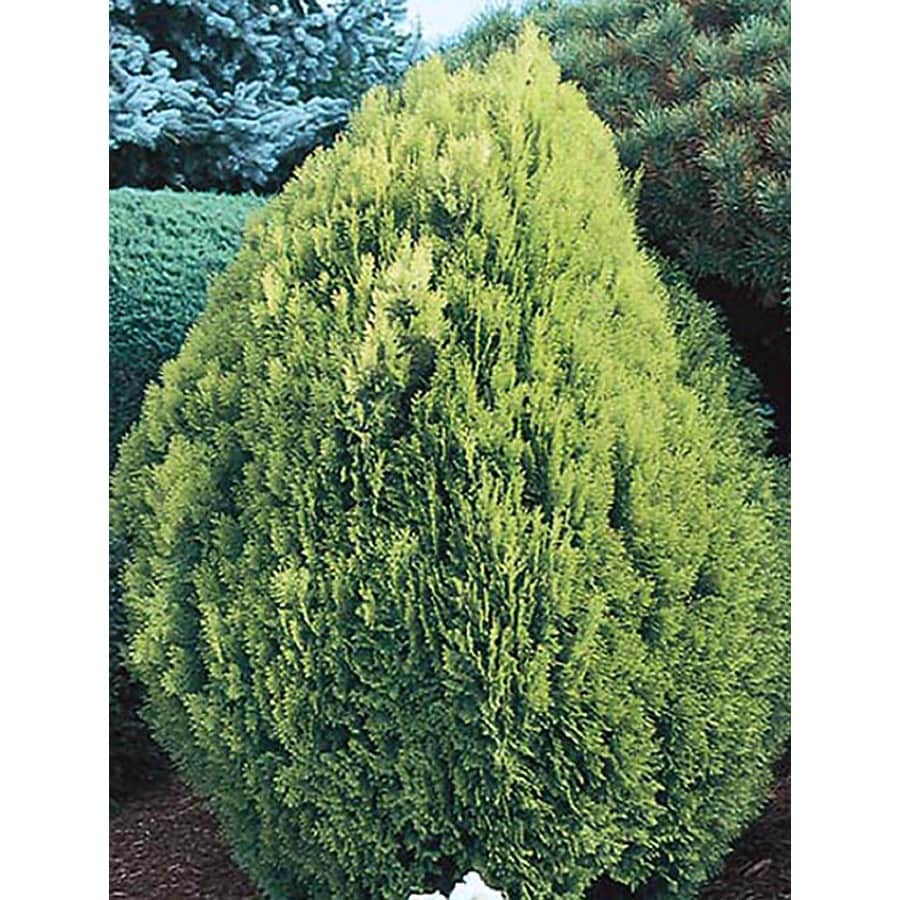 Lowe's Golden Globe Arborvitae Accent Shrub in 3-Gallon (s) Pot at ...