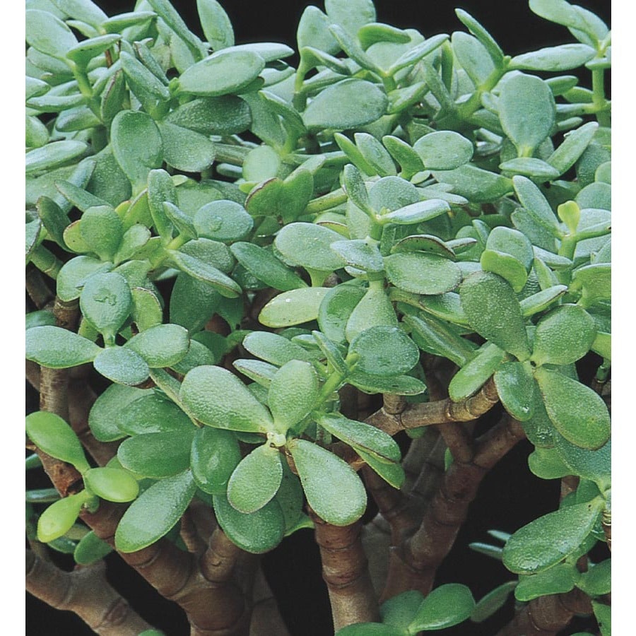 buy a lavender plant Phenomenal Lavender Plants For Sale
